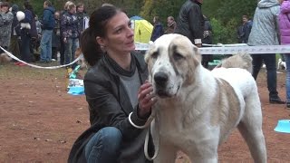Выставка алабаев. СПб 24.09.2016. Юниоры - кобели 2(2). Выставка алабаев. СПб 24.09.2016. Юниоры - кобели 2(2).