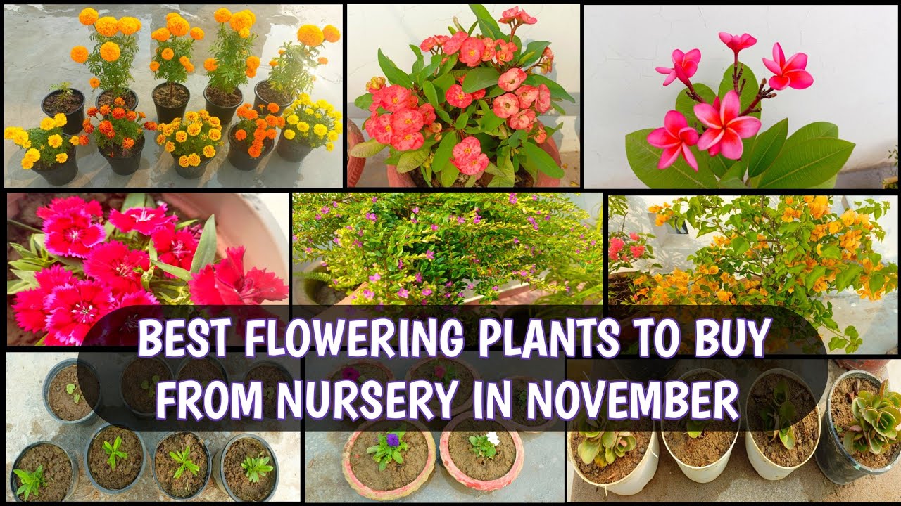 BEST FLOWERING PLANTS TO BUY FROM NURSERY IN NOVEMBER WITH PRICES