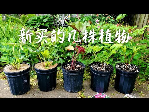新买的几株植物 看看我从7 99苗圃买了什么 Youtube 新买的几株植物 看看我从7 99苗圃买了什么 Youtube