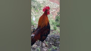 qaib dib qua zoo. gà mồi gáy OK nhất của tôi