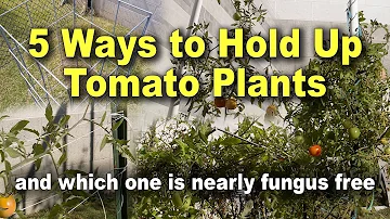 Jak mám rostliny rajčat podepřít?