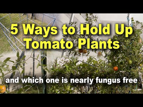 How To support Growing Tomato Plants –Family Plot