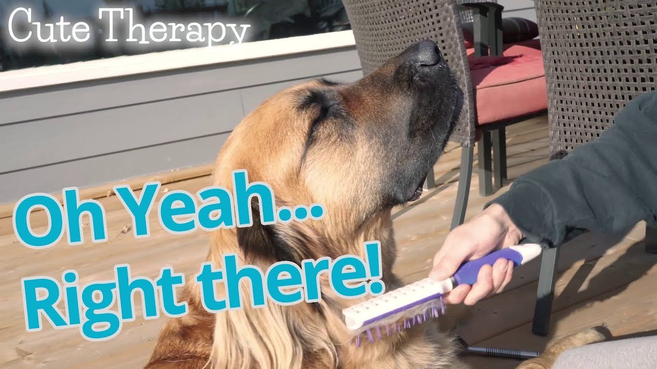 Very cute, very large & VERY itchy dog loves being brushed! YouTube