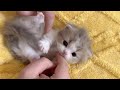 このふわふわの子猫たちはあなたの一日を明るくします ♥