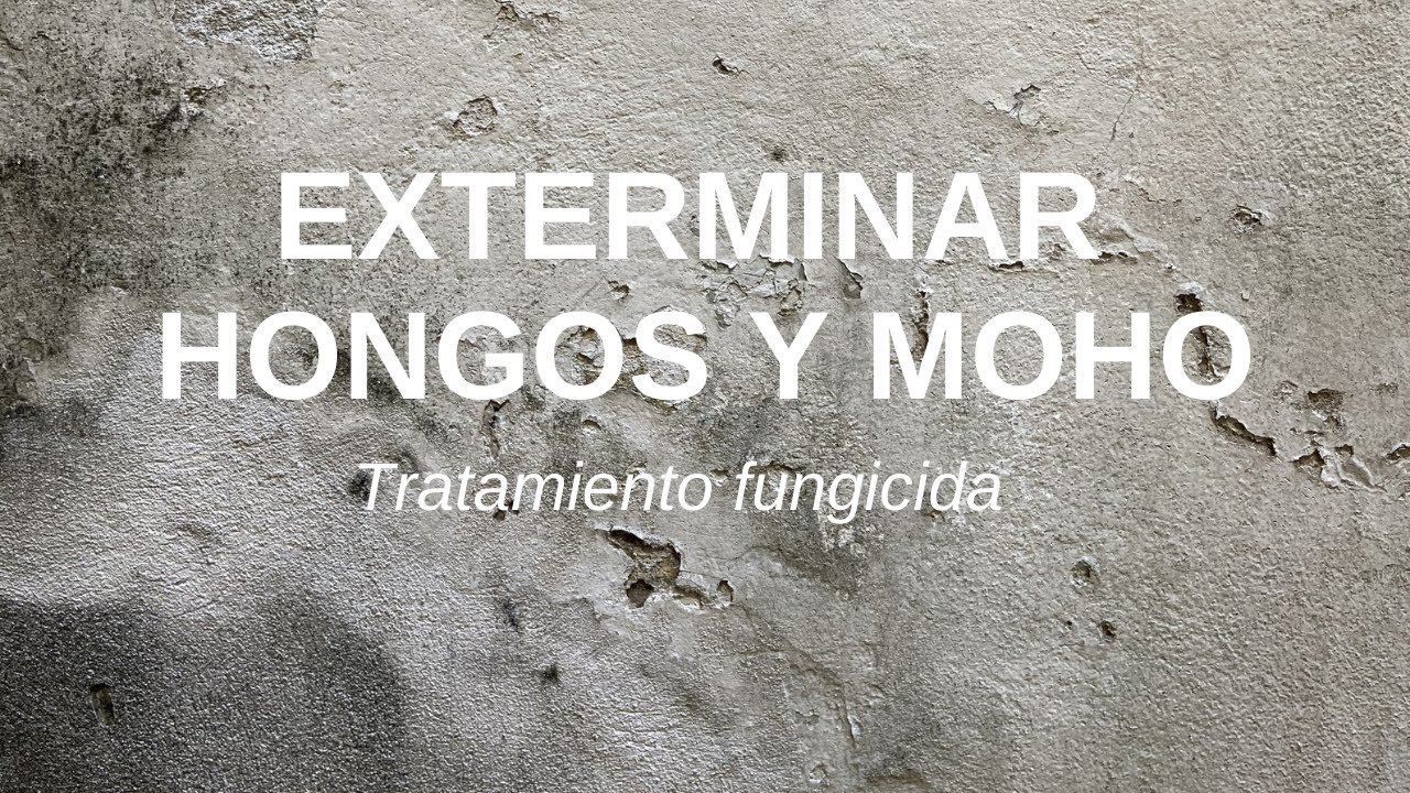 CÓMO ELIMINAR HONGOS Y MOHO DE LA PARED 