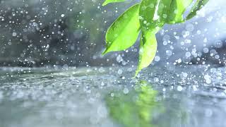 Tranquil Rainfall: 3 Hours of Relaxing Rain Sounds for Sleep, Study, and Meditation