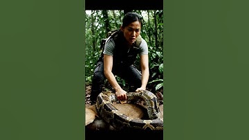 girl saves deer from dangerous python #rescueanimals #saveanimal  #airescuetales #rescue #save