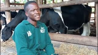 Increasing milk production in dairy cows