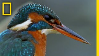 カワセミ 清流の宝石が繰り広げる空中戦 | ナショジオ