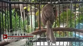 Suara Burung Ciblek Sawah PEMIKAT GACOR , Ampuh Bikin Prenjak Alang Liaran Langsung NYAUT Nyamperin Suara Burung Ciblek Sawah PEMIKAT GACOR , Ampuh Bikin Prenjak Alang Liaran Langsung NYAUT Nyamperin