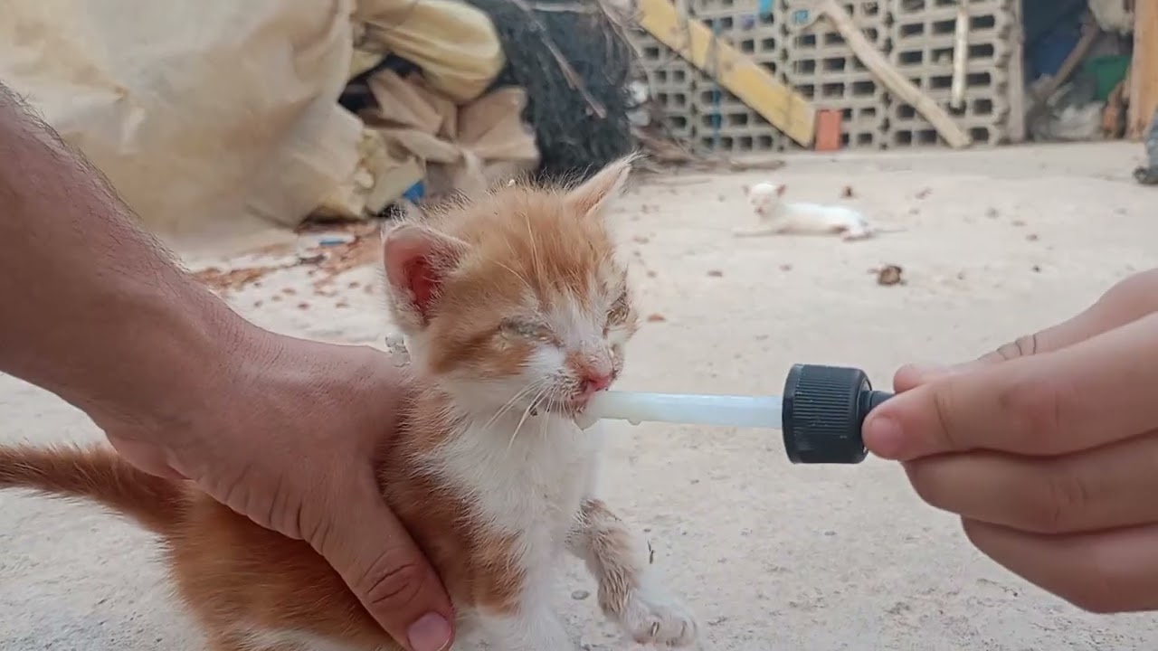 From Sick Stray to Beloved Family Rescuing Kittens From Extreme Heat
