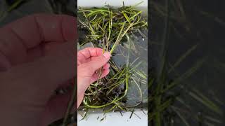 Eelgrass-Zostera Marina, Seed Collection Restore On Long Island-Rob Vasiluth Saveenvironmental.org