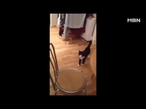 강시냥? 콩콩 뛰는 엉뚱한 고양이!