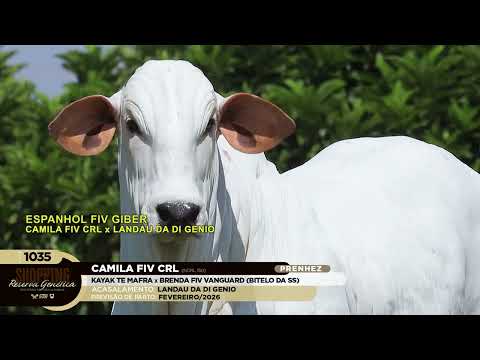 LOTE 1035   CAMILA FIV CRL   NCRL 150 zap