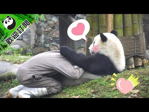 《熊貓早晚安》“冰冰”妹儿男友力爆棚呀| iPanda熊貓頻道