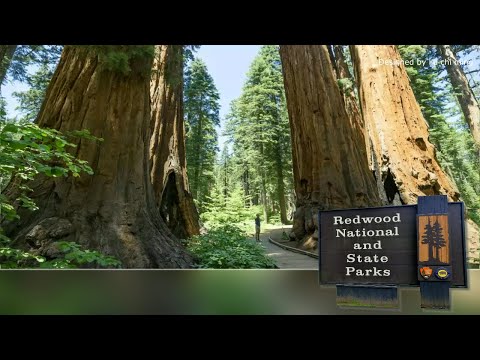 世界最壯觀高聳的樹木，美國加利福尼亞州 紅木國家公園 Redwood National and State,Parks ，On Wings of Song