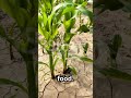 What would happen if water suddenly dissapeared