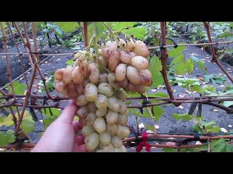 28 октября 2024 года. Виноград, который висит до обрезки кустов ...