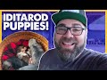 Cuddling Puppies &amp; Meeting Iditarod Champions! Happy Trails Kennels Tour with Martin Buser!