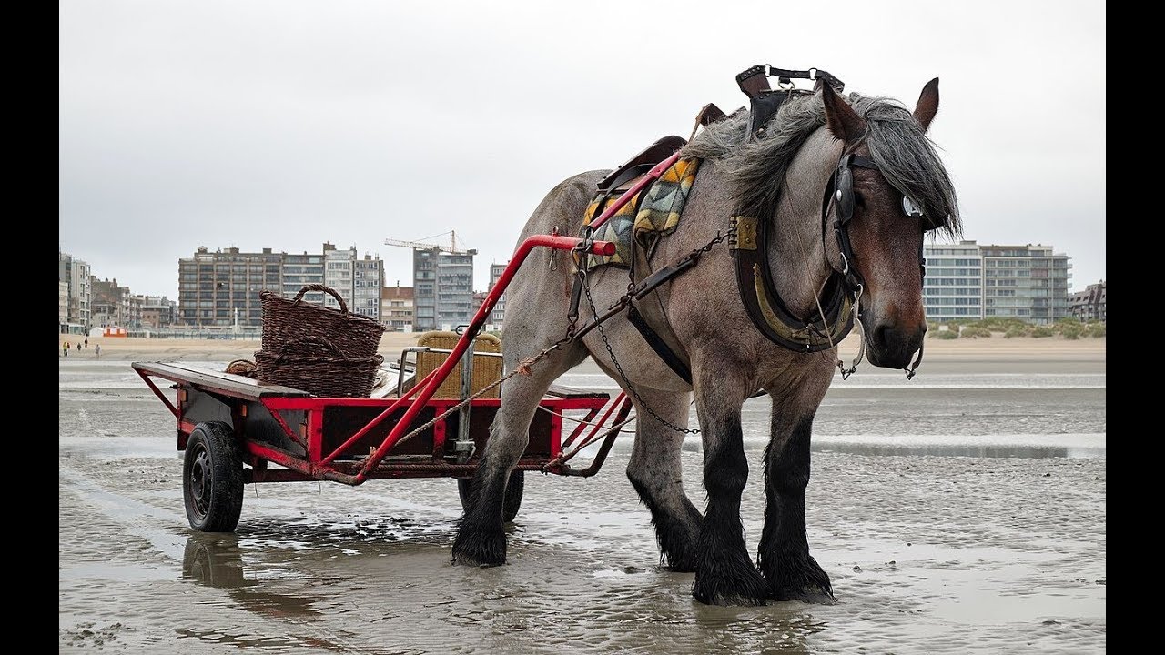 🐴Породы лошадей! Брабансон! (Бельгийский тяжеловоз)