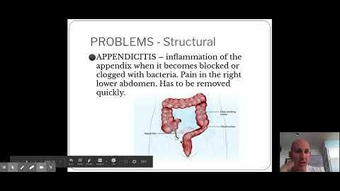 DIGESTIVE SYSTEM google slides.pptx - Google Slides