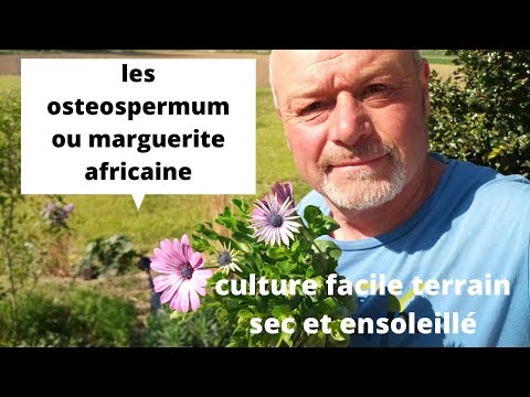 Vidéo: Élagage des marguerites africaines - Conseils sur comment et quand tailler les marguerites africaines