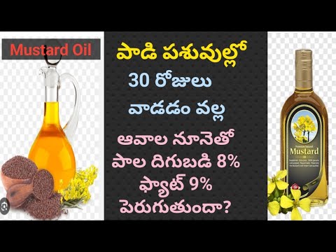 Mustard oil in Buffaloes and cows: Effects on milk, fat and heat cycle | Dr. Madankumar Vet