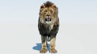 Lion 3D Model with Fur for Film & VFX – 360 Degree Turntable