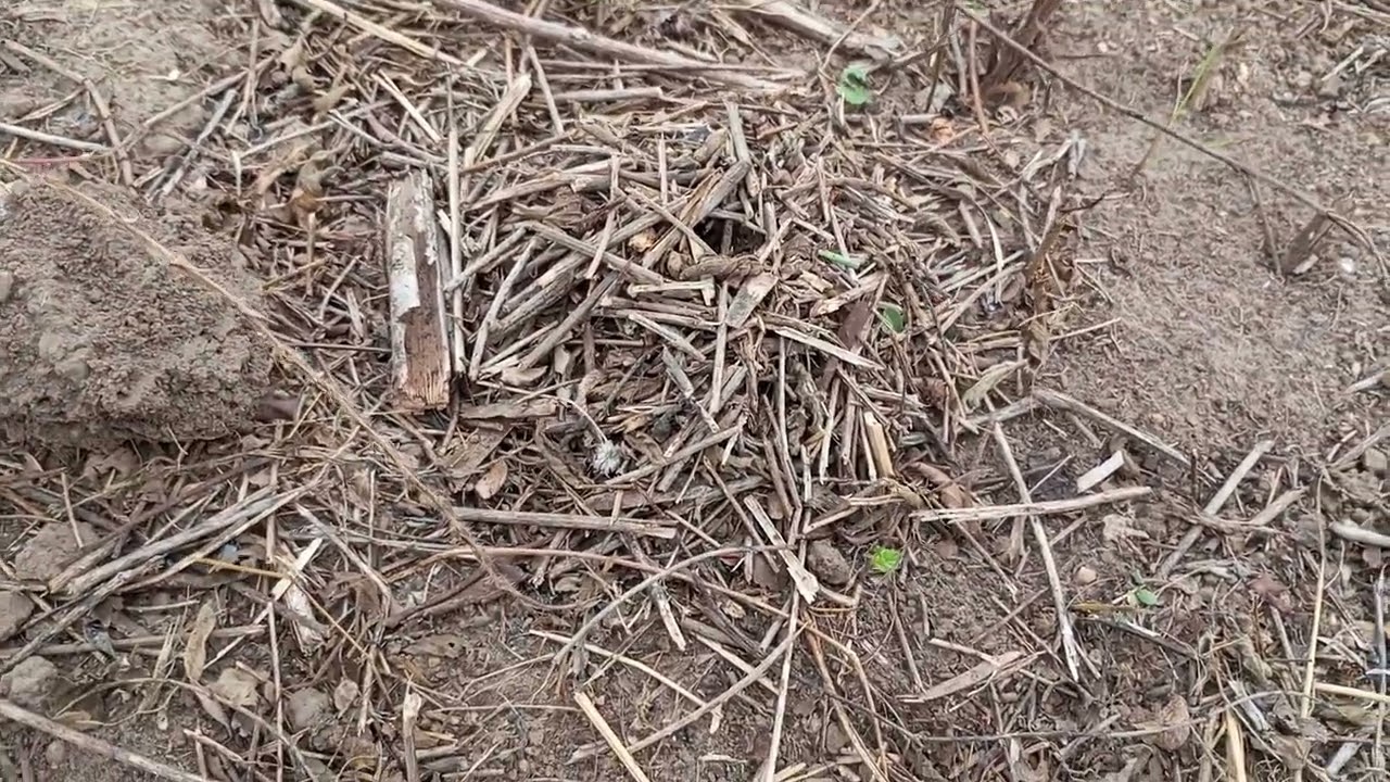 Como está ficando a ária de plantação 