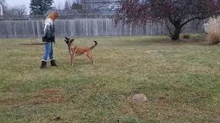 IPO Obedience Training With Ziva - Dumbell & Position Changing