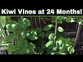 How To Grow A Kiwi Tree or Vine From Seed - 24 Months