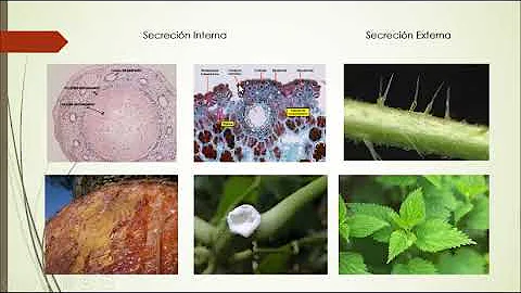 ¿Cuál es la función de la célula secretora?