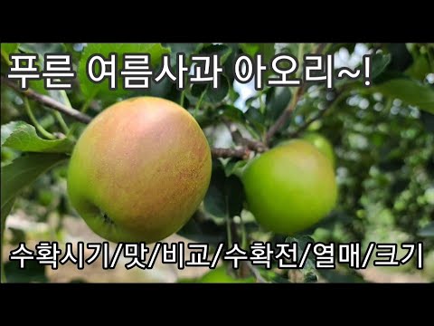 여름사과 아오리 수확전 상태와 썸머킹과 비교, 수확시기 열매/크기/색/작업