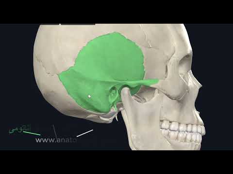آموزش سه بعدی آناتومی استخوان تمپورال مثلث سوپرامئاتال آنتروم ماستوئید حفره ی مکل اثر قوسی و