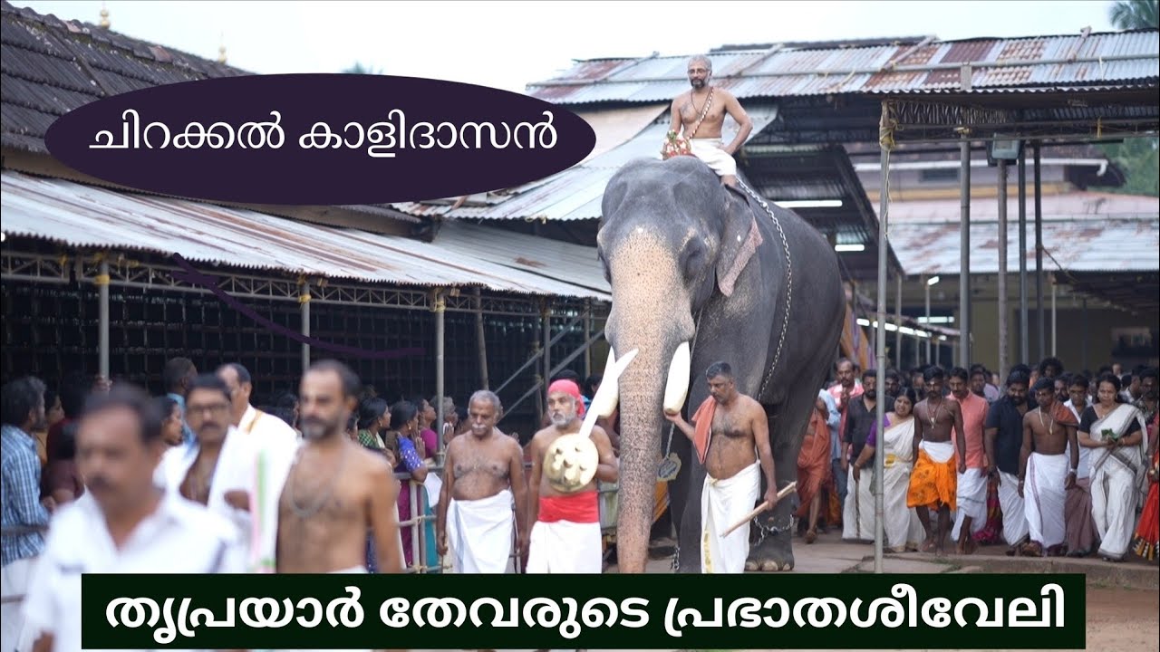 തൃപ്രയാർ തേവരെ ശിരസ്സിലേറ്റി പുതിയ ഉത്സവസീസണ് തുടക്കം കുറിച്ച് ചിറക്കൽ കാളിദാസൻ #chirakkalkalidasan 