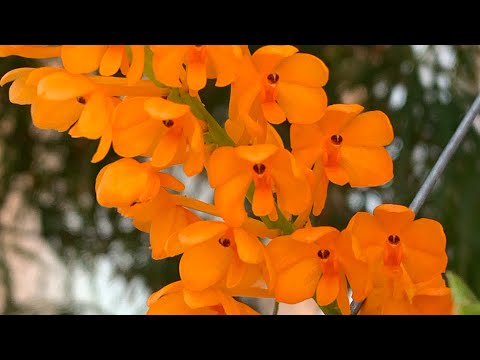 Ascocentrum miniatum уход. Орхидеи в доме.