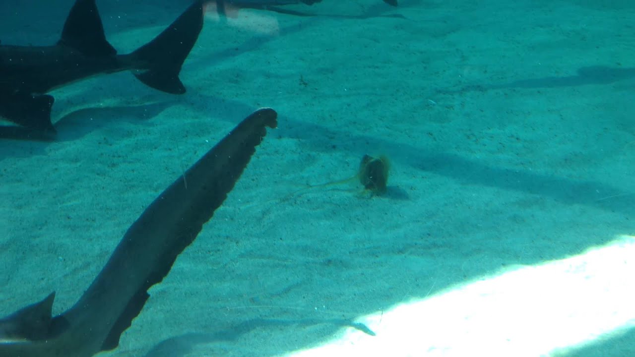 Zebra Shark- Zebra shark laying an egg - YouTube shark diagram laying eggs 