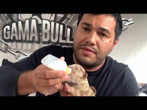 Como amamentar filhotes de cães recém nascidos 🍼