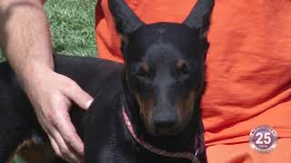 09-21-2020 Save A Pet - Roudy and Tyrus