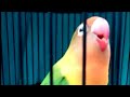 Masteran Lovebird Paling Ampuh Dengar Lovebird Ini Burung Anda Pasti Ngamuk Mp3 - Mp4 Download
