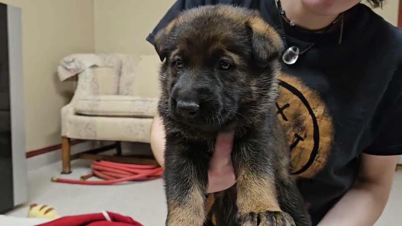 Rica x Brick litter 4 weeks old