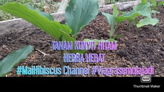 TANAM KUNYIT HITAM HERBA HEBAT. #MaiHibiscusChannel #Viagrasemulajadi