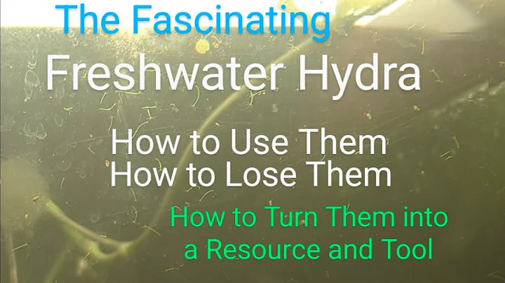 Freshwater Hydra: a Useful Aquarium Tool, Not a Pest