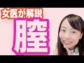 【女医が解説】膣ってどんなふうになってるの?【産婦人科】