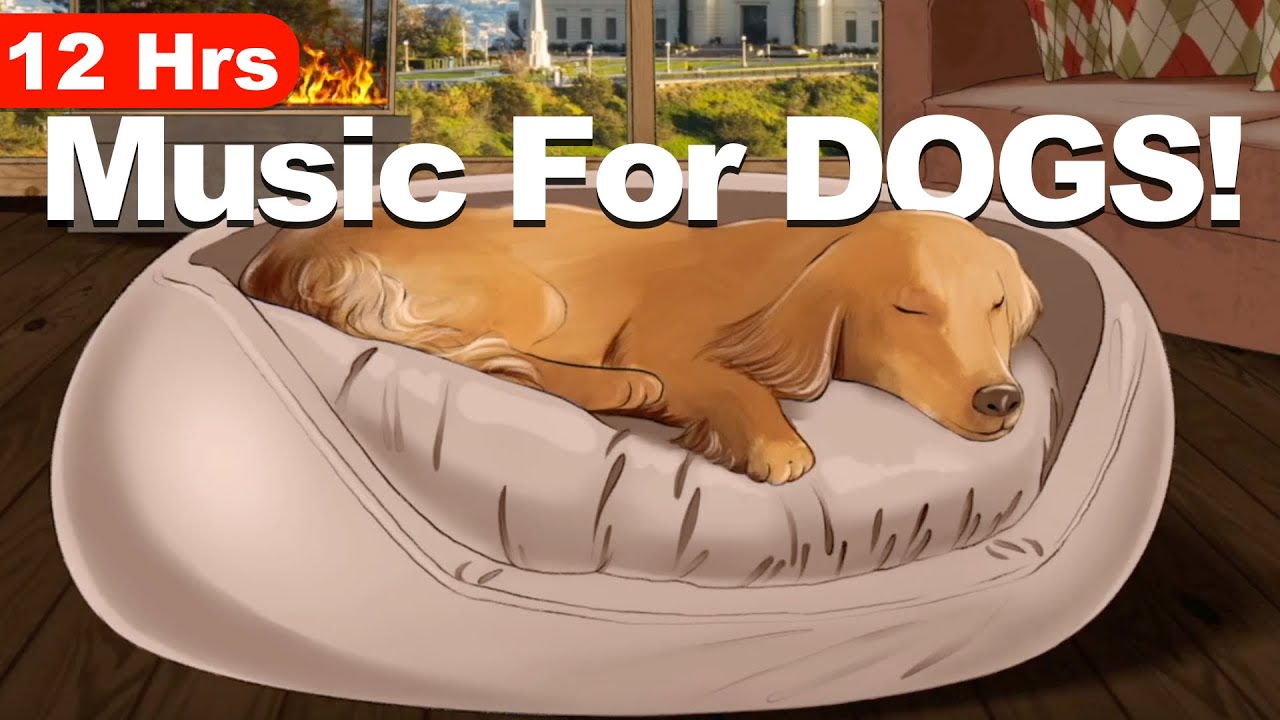 12 Hours Of Dog Calming Music For Dogs YouTube