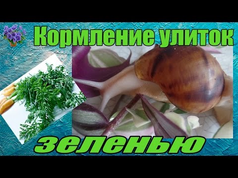 Кормление  гигантских африканских улитка ахатин ( Achatina ) зеленью - Смотреть видео с Ютуба без ограничений