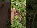 🌿 ఈ ముళ్ల మొక్క పేరు ఎవరికైనా తెలుసా? | Unknown Wild Plant