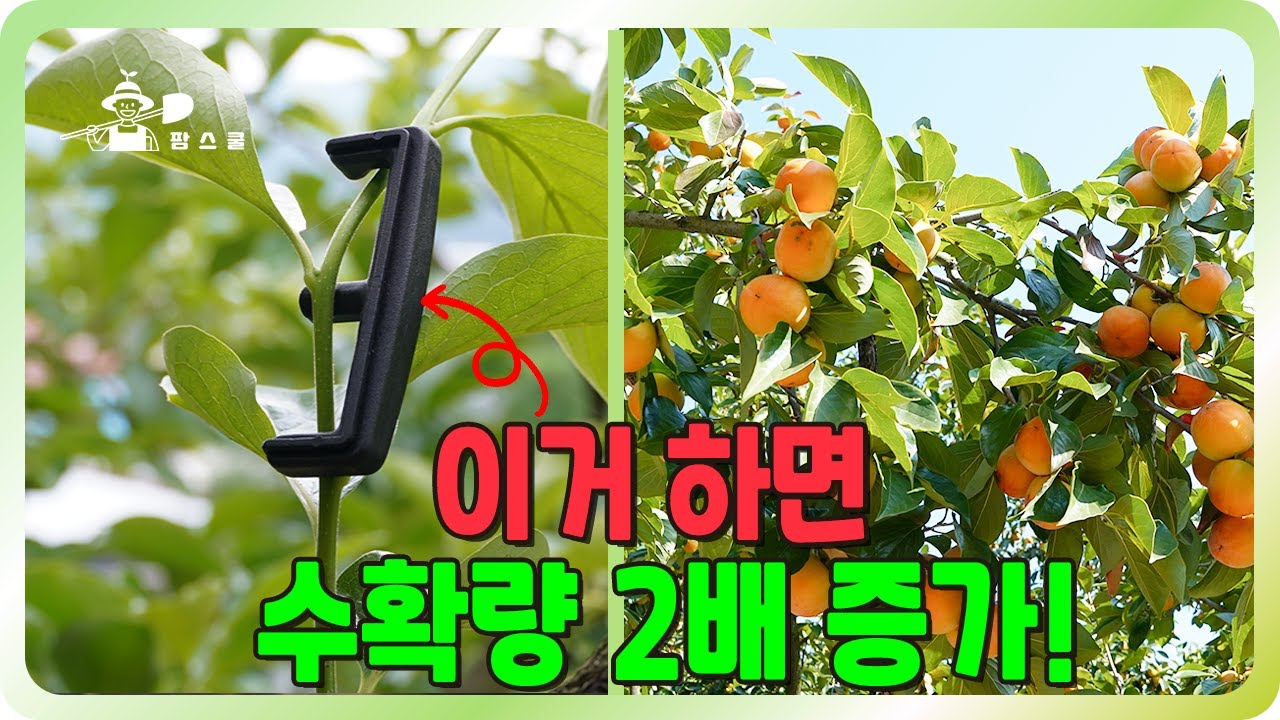 🍑 수확량2배 가능하게 해주는 요놈!!ㅣ 감나무 염지  ㅣ저항을 주면 수확량이 늘어나는 마법