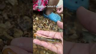 WARNING: Don't touch this "tiny" fish! 🐟💉#MissouriOutdoors #Venomous #familyadventure