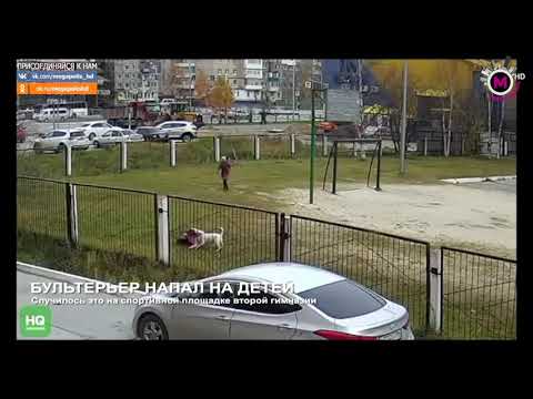 В Нижневартовске бультерьер напал на детей